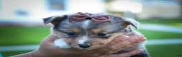 Mixed Breed dogs for sale: Garret💙 - Ad 11