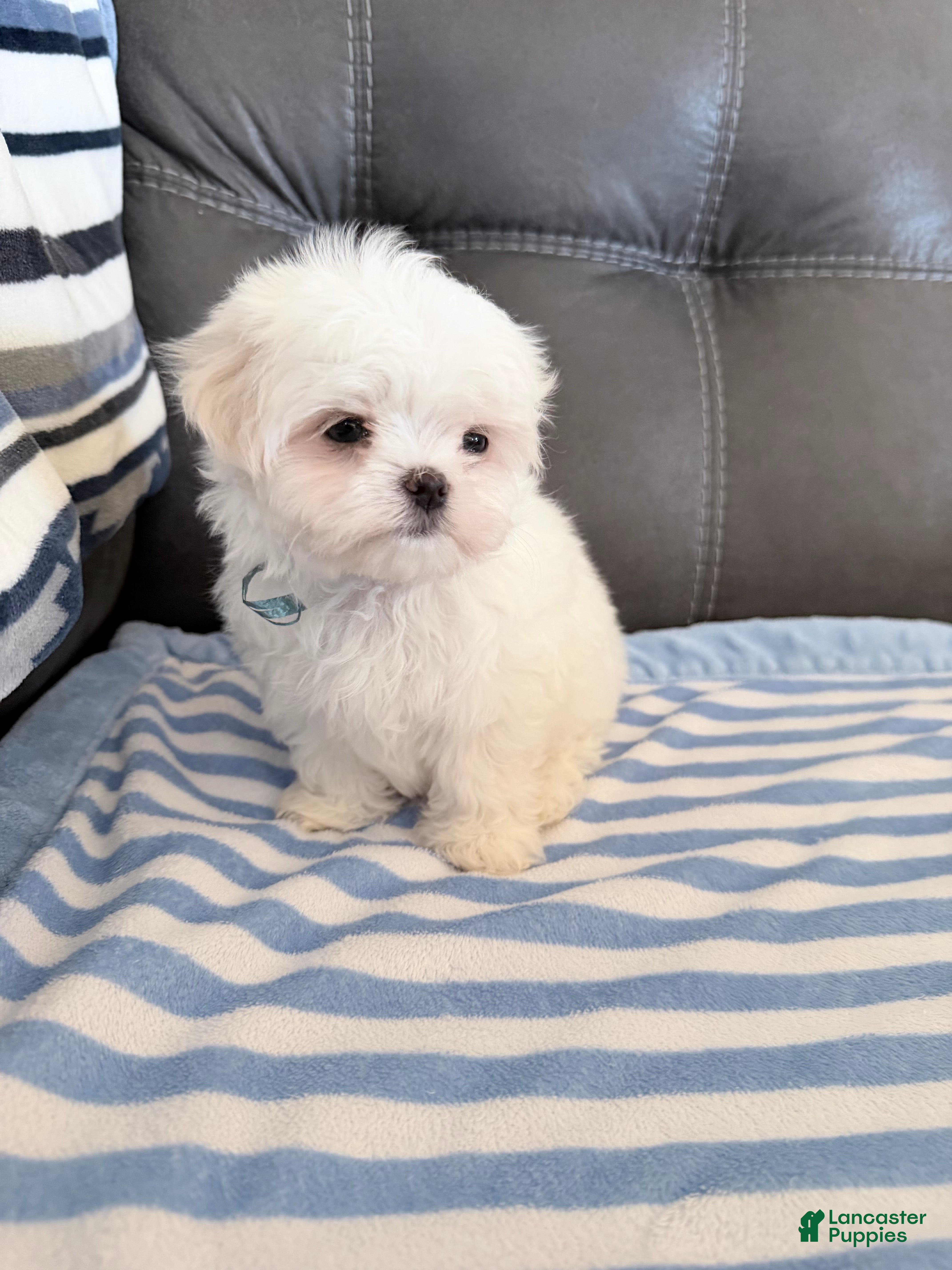 Maltese dogs Maltese Puppy 2 - Ad 8