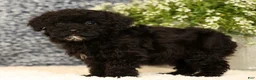 Havapoo dogs for sale: Ranger - Ad 4