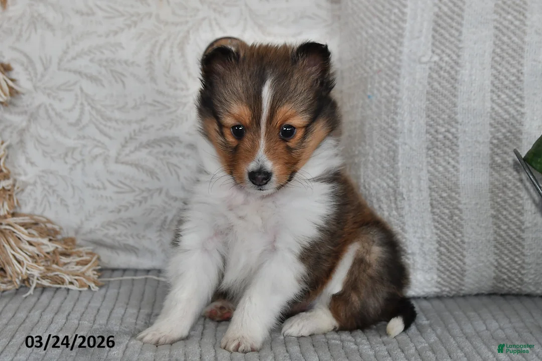 Shetland Sheepdog dogs for sale: Patty - Ad 5