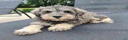 Miniature Schnauzer dogs for sale: Shelby - Ad 6