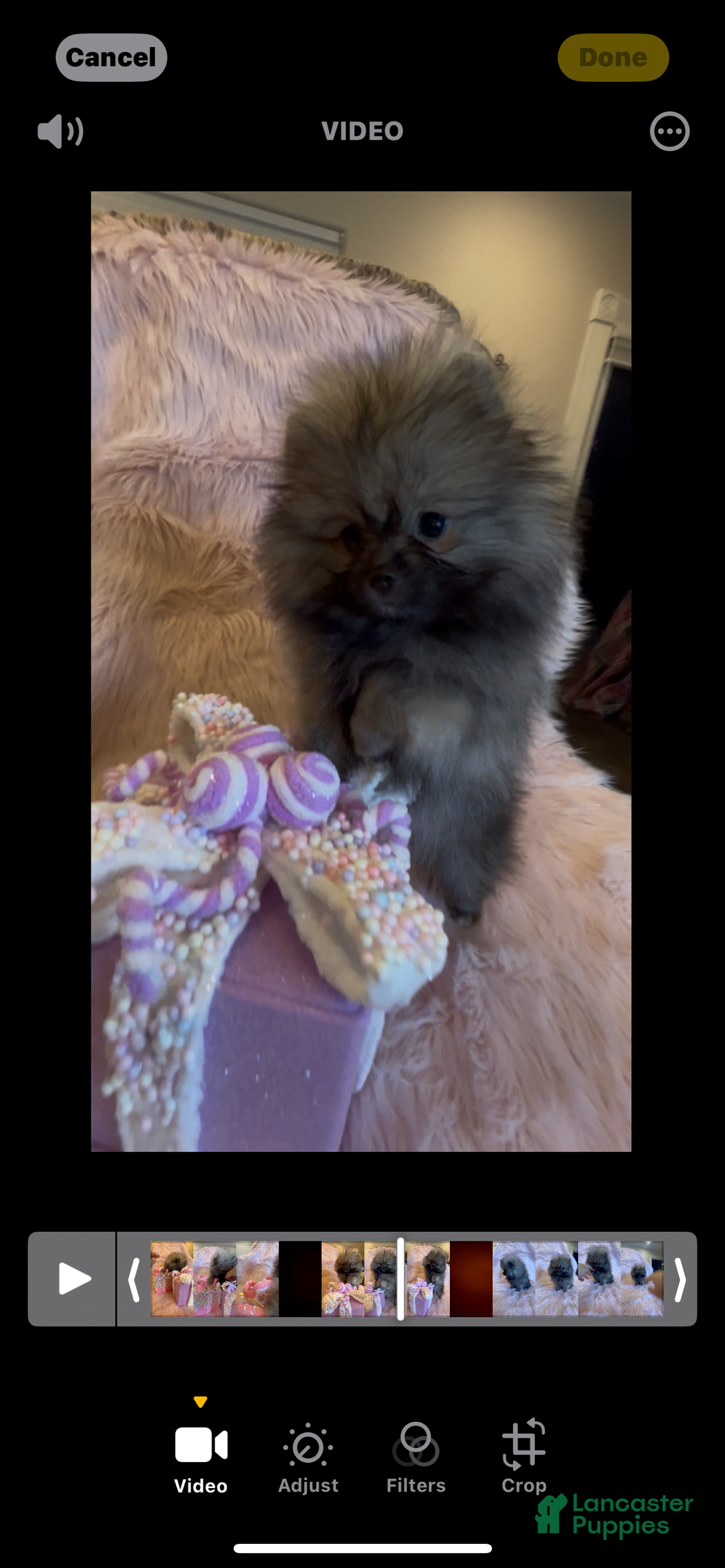 Pomeranian dogs for sale: Penny AKC Registered FULL RIGHTS - Ad 4