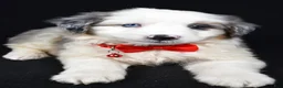 Mini Aussiedoodle dogs for sale: Wiggles - Ad 3