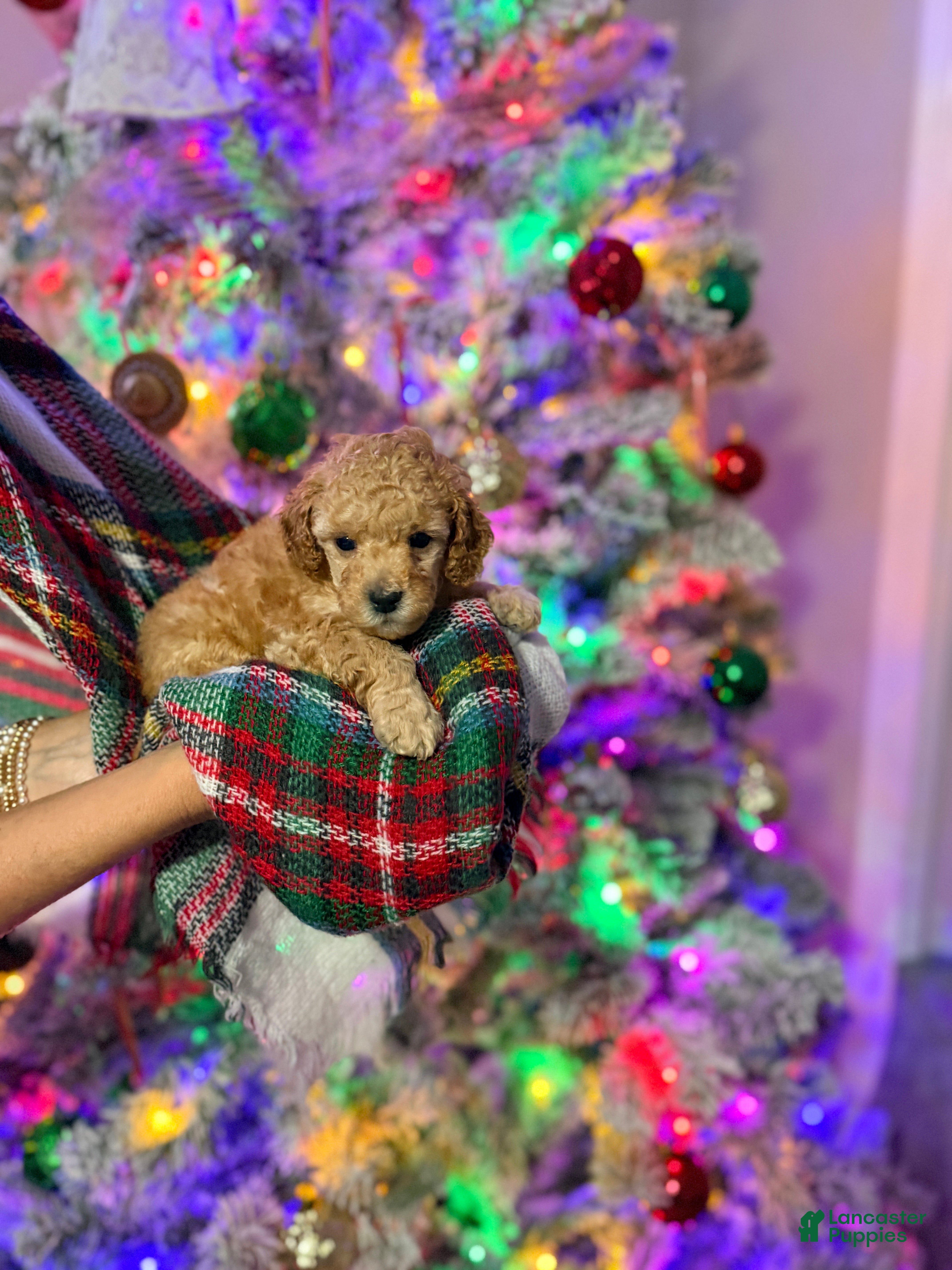 Toy Poodle dogs Peanut - Ad 23