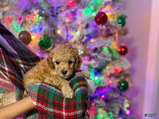 Toy Poodle dogs Peanut - Ad 18