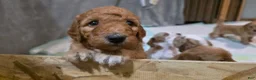 Mini Goldendoodle dogs for sale: Mini Goldendoodle 3 "Maple" pending  - Ad 9