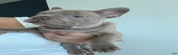 French Bulldog dogs for sale: Lenon - Ad 3