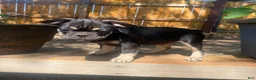 French Bulldog dogs for sale: El pinto - Ad 3