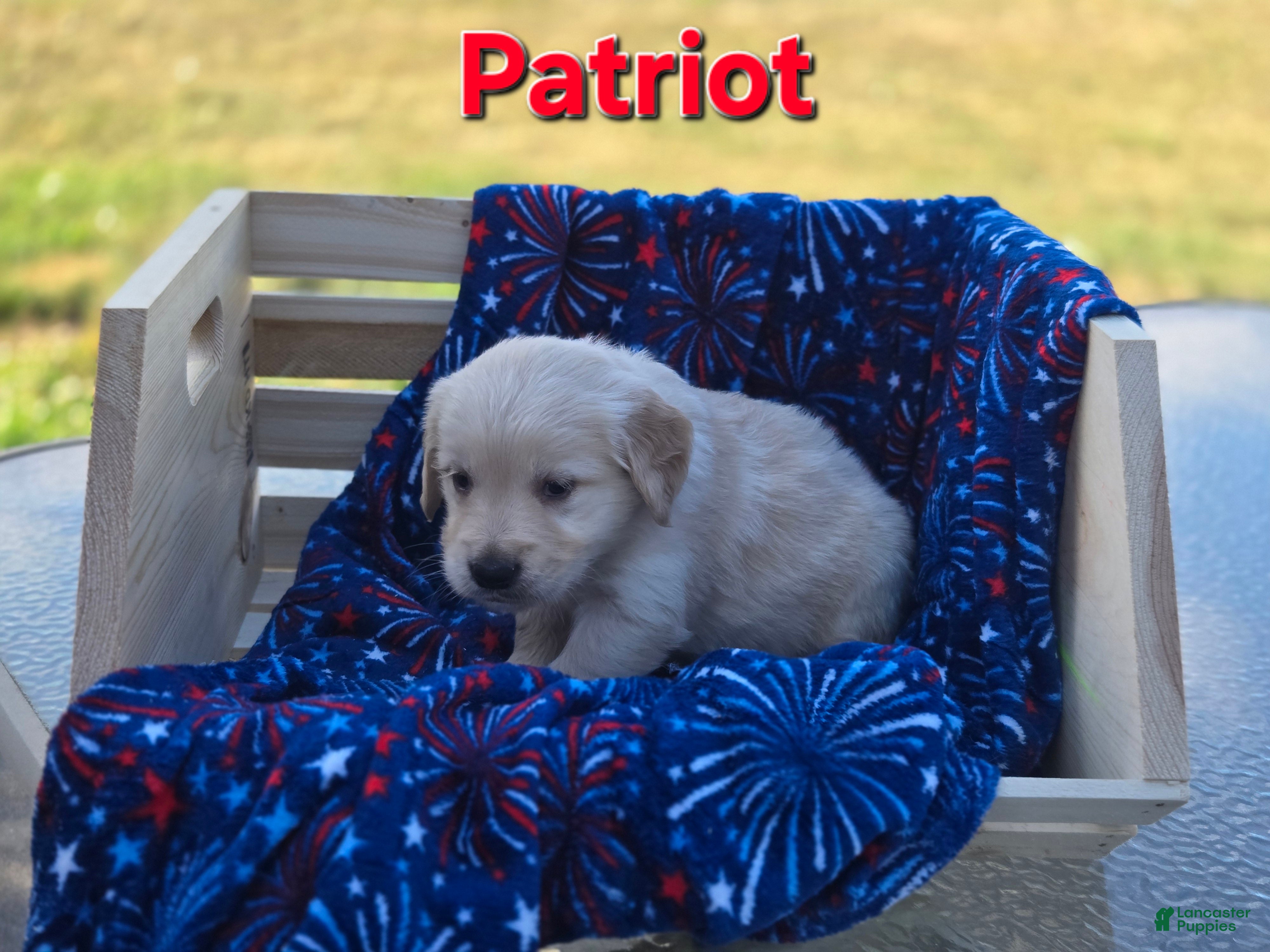 Golden Retriever dogs Golden Retriever 1 - Ad 42