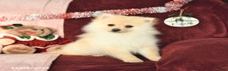 Pomeranian dogs for sale: Pickles - Ad 4