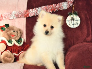 Pomeranian dogs Pickles - Ad 29