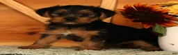Yorkshire Terrier dogs for sale: Unity - Ad 8