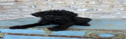 Miniature Labradoodle dogs for sale: Bear  - Ad 4