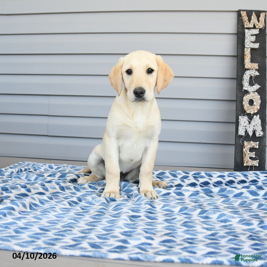 Goldador dogs Kassie - Ad 2