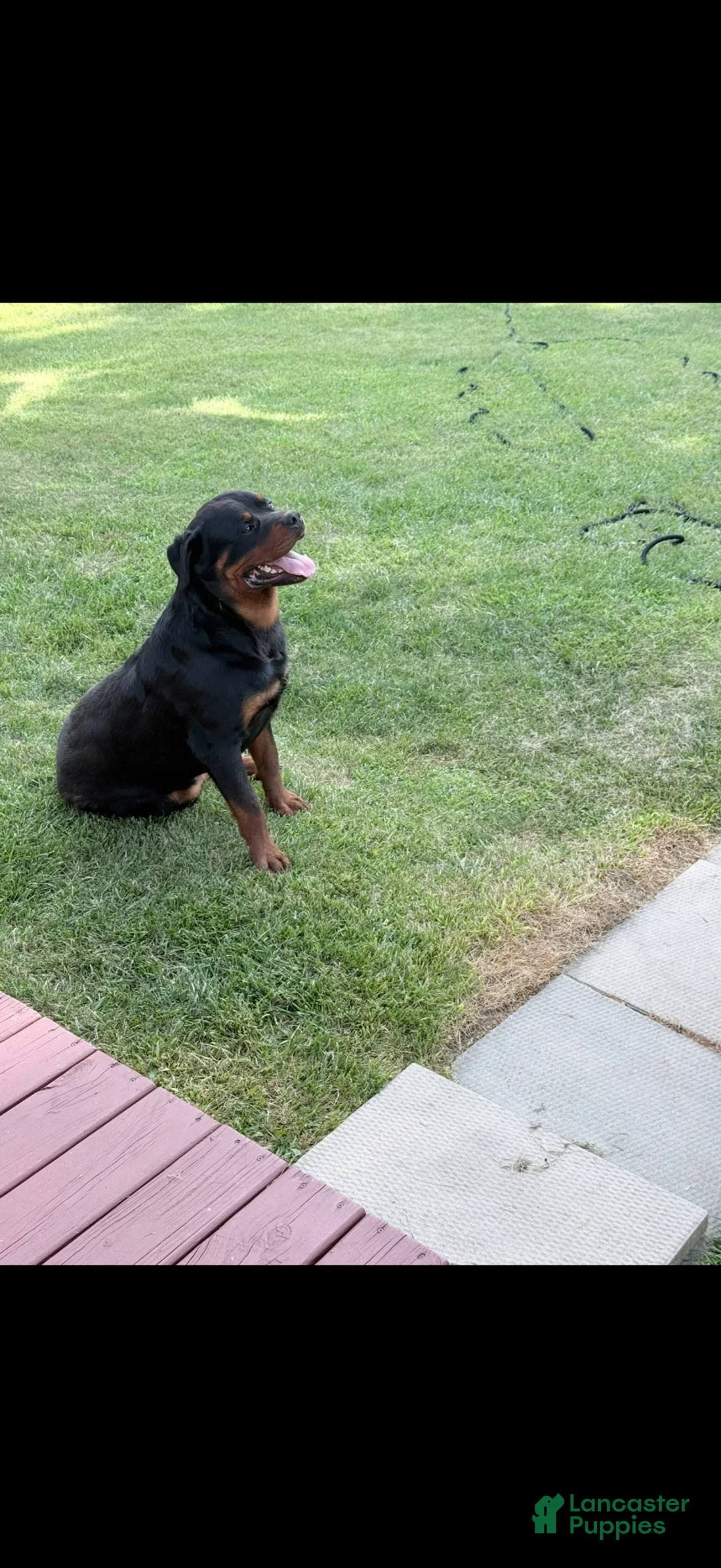 Rottweiler dogs for sale: Rottweiler 1 - Ad 2