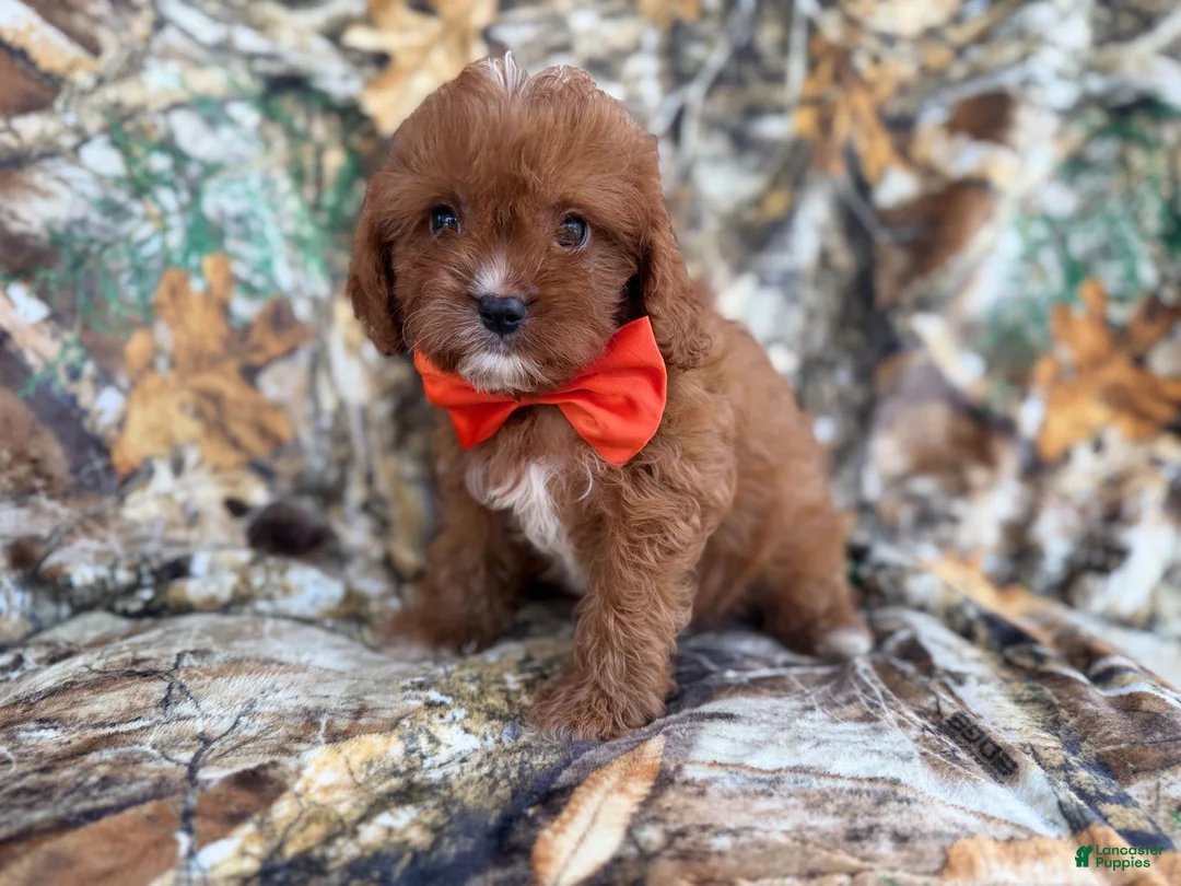 Cavapoo dogs for sale: Lucky - Ad 1