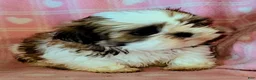 Shih Tzu dogs for sale: Star - Ad 4
