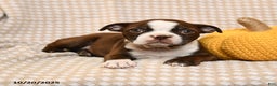 Boston Terrier dogs for sale: Mara  - Ad 3