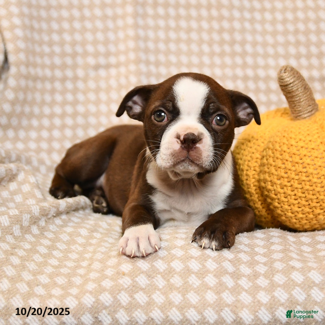 Boston Terrier dogs for sale: Mara  - Ad 3