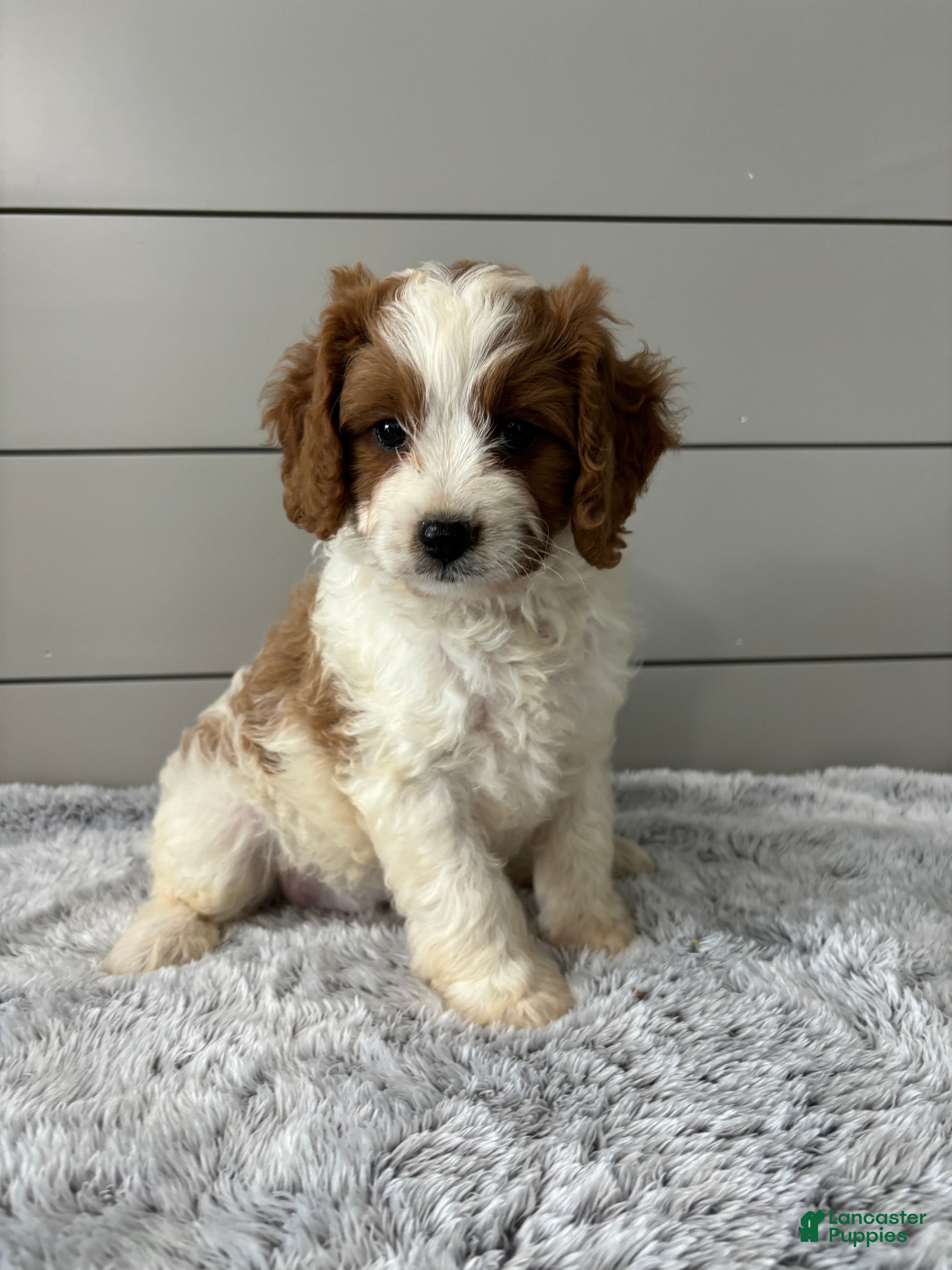 Cavapoo dogs Teddy  - Ad 1