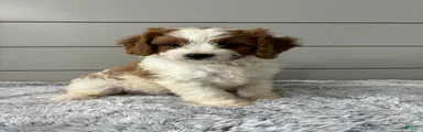 Teddy 