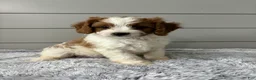 Cavapoo dogs for sale: Teddy  - Ad 1