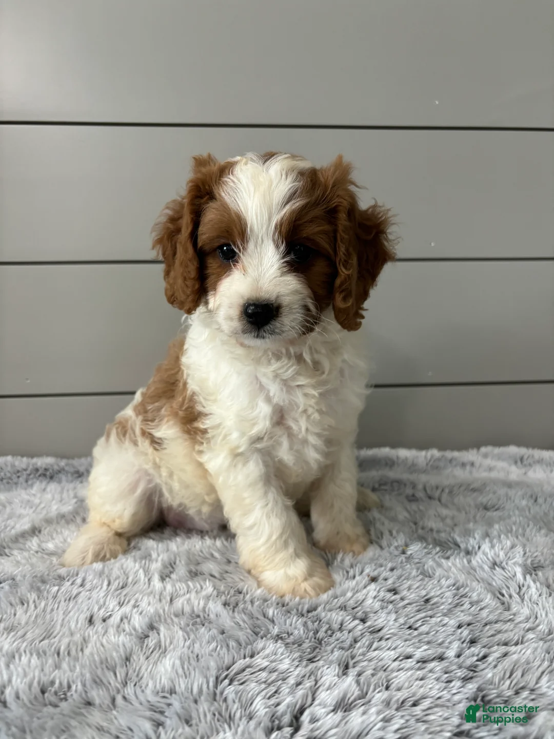 Cavapoo dogs for sale: Teddy  - Ad 1