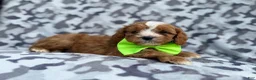 Cavapoo dogs for sale: Jeb - Ad 2