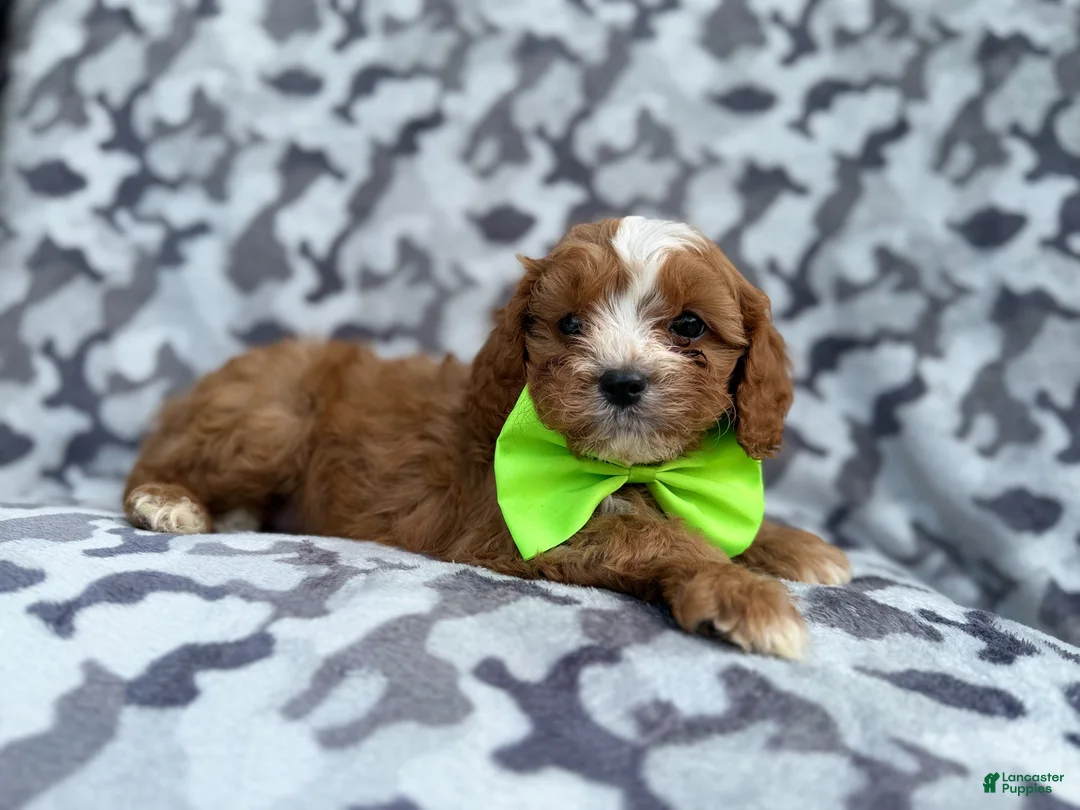Cavapoo dogs for sale: Jeb - Ad 2