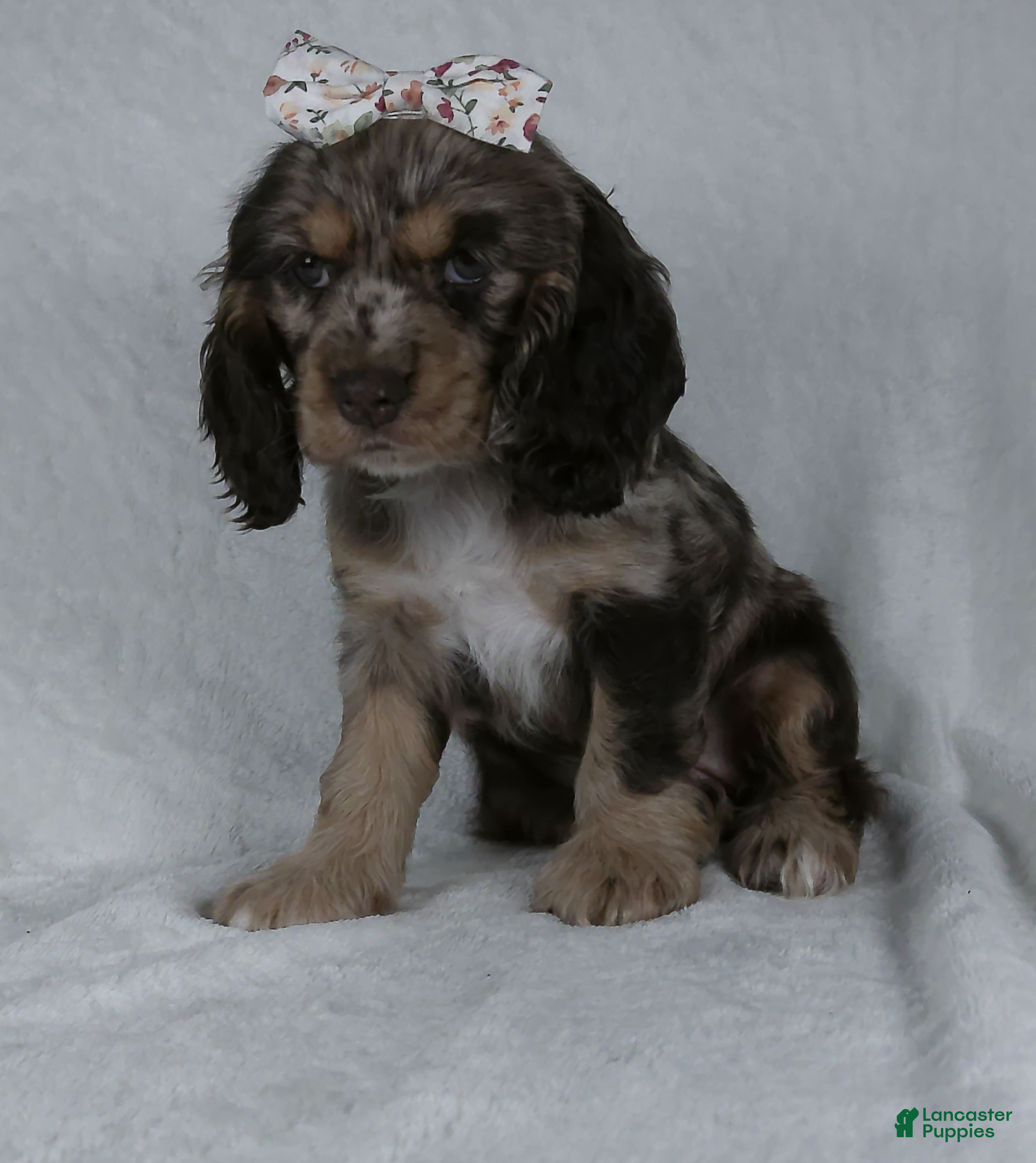 Cocker Spaniel dogs Iyla - Ad 1