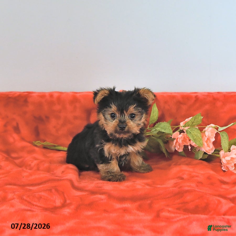 Yorkshire Terrier dogs Tiny   EXTRA SMALL - Ad 1