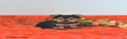 Yorkshire Terrier dogs for sale: Tiny   EXTRA SMALL - Ad 1
