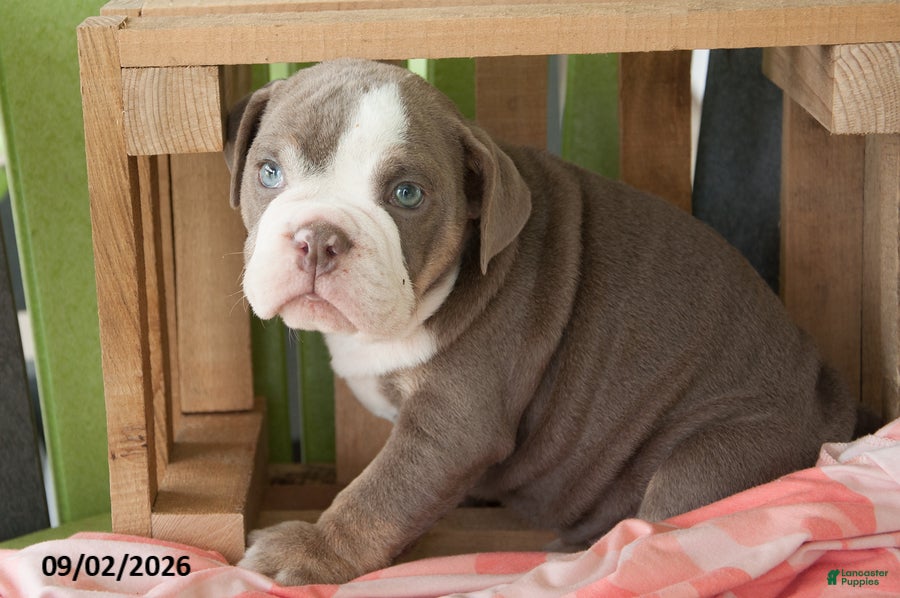 English Bulldog dogs Lily - Ad 2