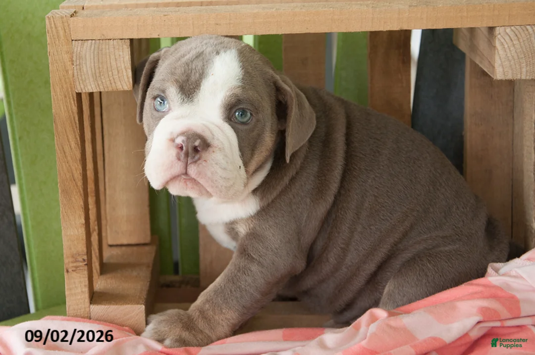 English Bulldog dogs for sale: Lily - Ad 2