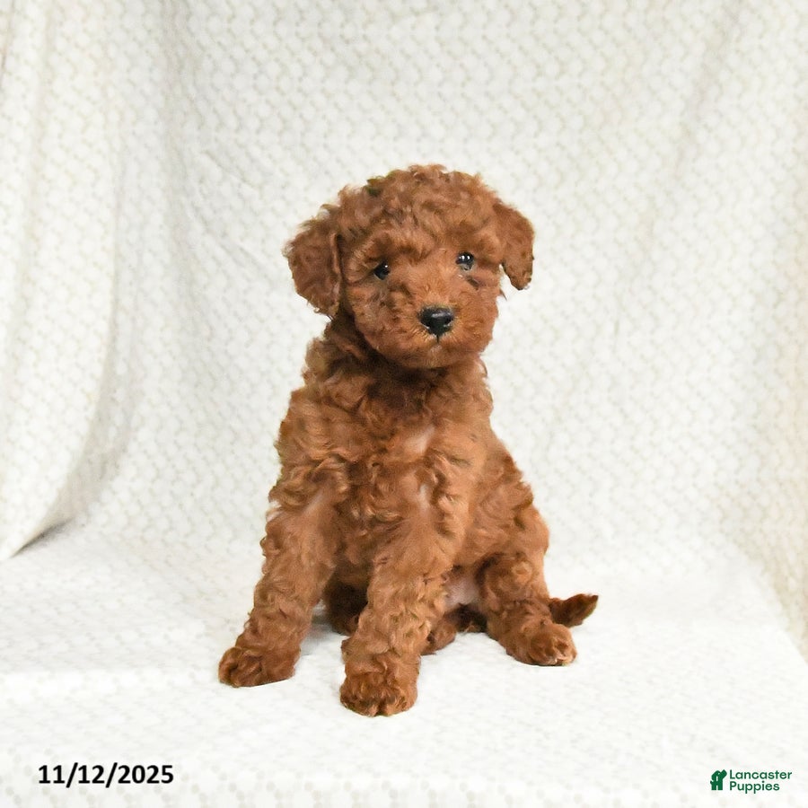 Miniature Poodle dogs Freeda - Ad 26