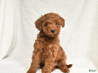 Miniature Poodle dogs Freeda - Ad 22