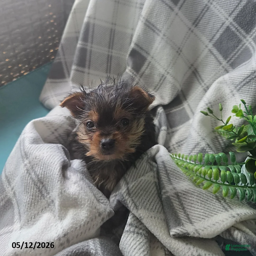 Yorkshire Terrier dogs for sale: Hamlet - Ad 3
