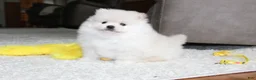 Pomeranian dogs for sale: Emerson - Ad 6