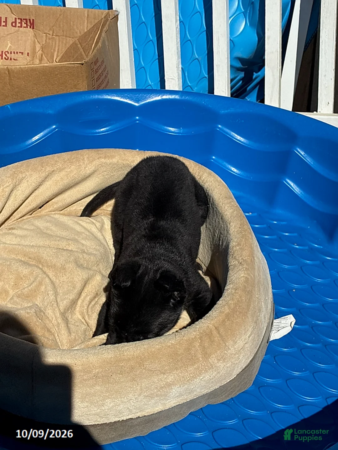 Cane Corso dogs for sale: Jazz - Ad 2
