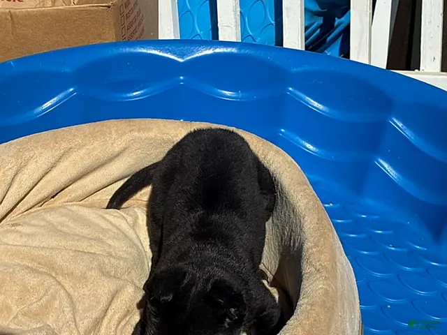 Cane Corso dogs for sale: Jazz - Ad 2