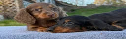 Miniature Dachshund dogs for sale: AKC female russian - Ad 4