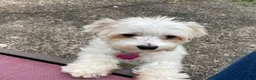 Teddy Bear dogs for sale: Teddy Bear 1 - Ad 4