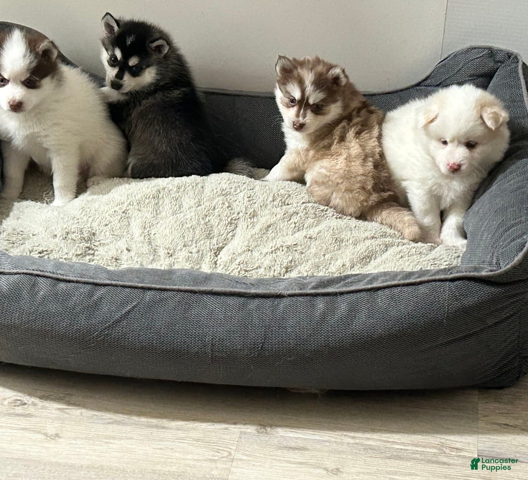 Gallery Image {{count}}