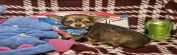 Chihuahua dogs for sale: Odiss (longcoat cocoa) - Ad 1