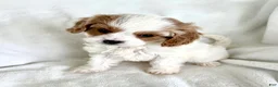 Cavapoo dogs for sale: Bentley 💙 - Ad 1