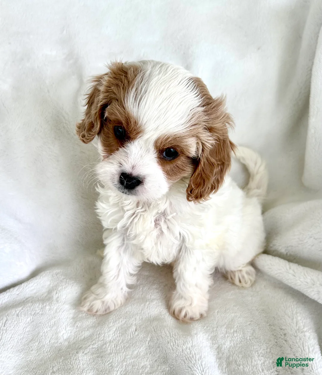 Cavapoo dogs for sale: Bentley 💙 - Ad 1