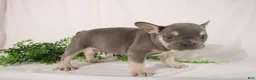French Bulldog dogs for sale: Lacey - Ad 4