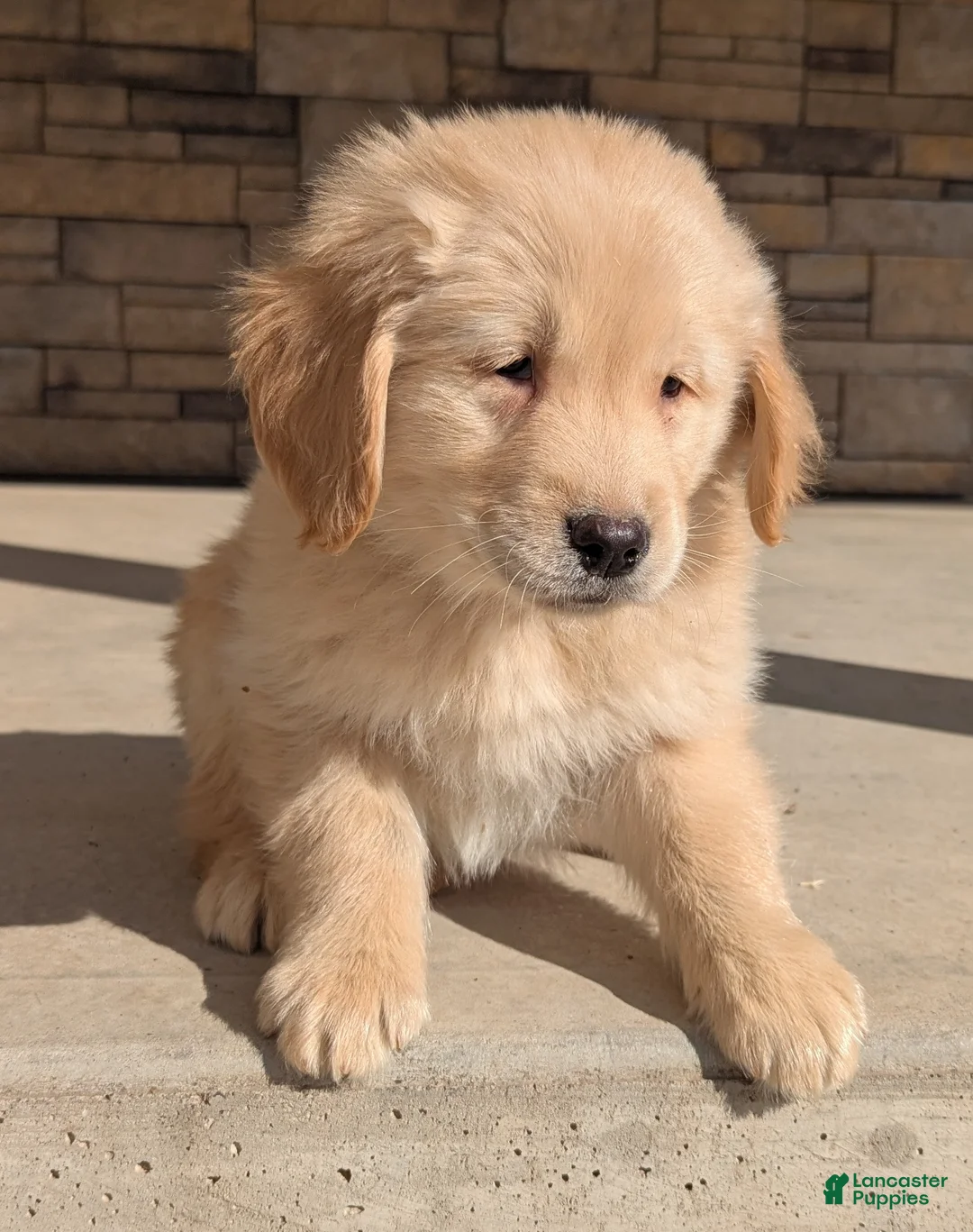 Golden Retriever dogs for sale: Cooper - Ad 1