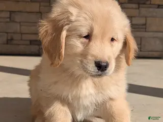 Golden Retriever dogs Cooper - Ad 25