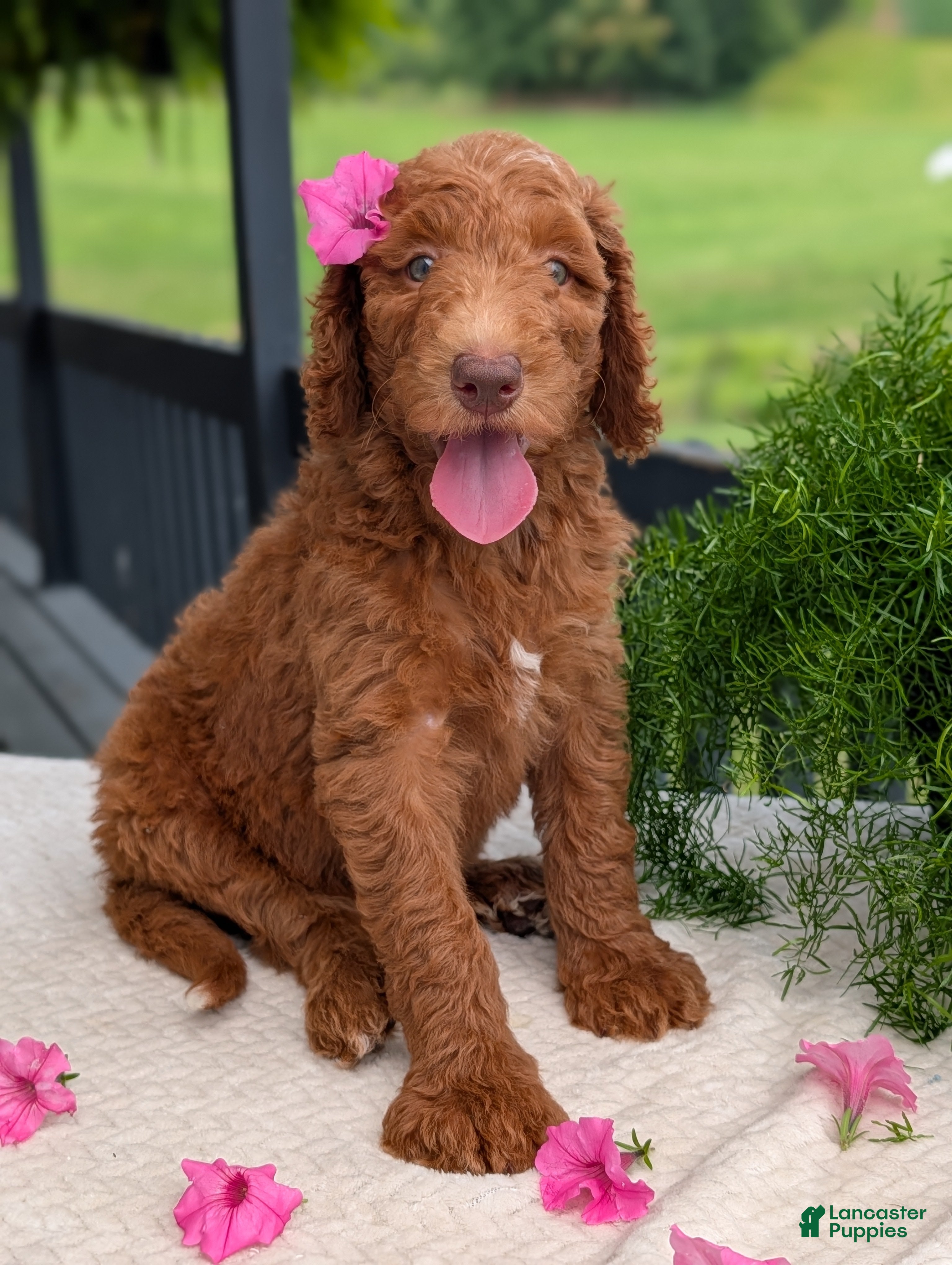 Goldendoodle dogs Miss Ellie - Ad 2